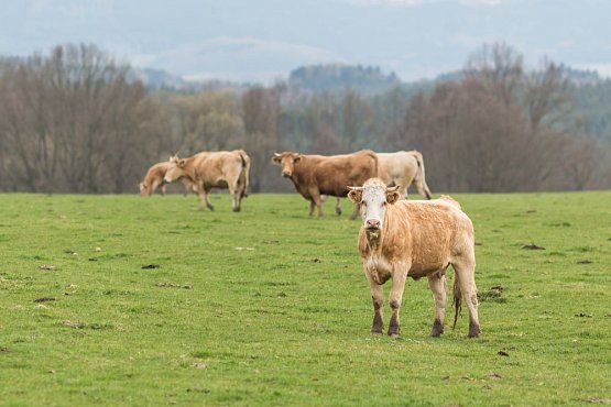 SVS zavádí v souvislosti s výskytem salmonel v polském hovězím mase mimořádná veterinární opatření